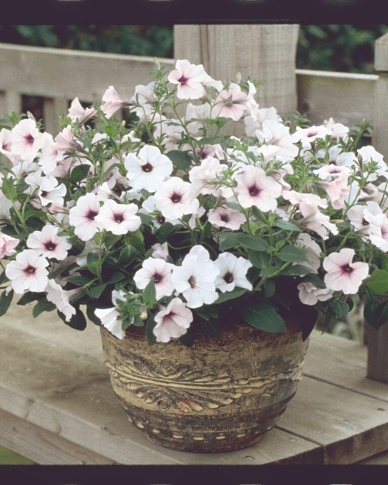image 1 of Petunia Tidal Wave Silver Vigorous Bloom Bedding Plant for Gardens & Baskets. 1x Seed Packet.