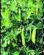 image 2 of Oregon Sugar Pod Pea Seed Packet - Sweet Crunchy Edible Pods - High Yield Easy Grow Disease Resistant