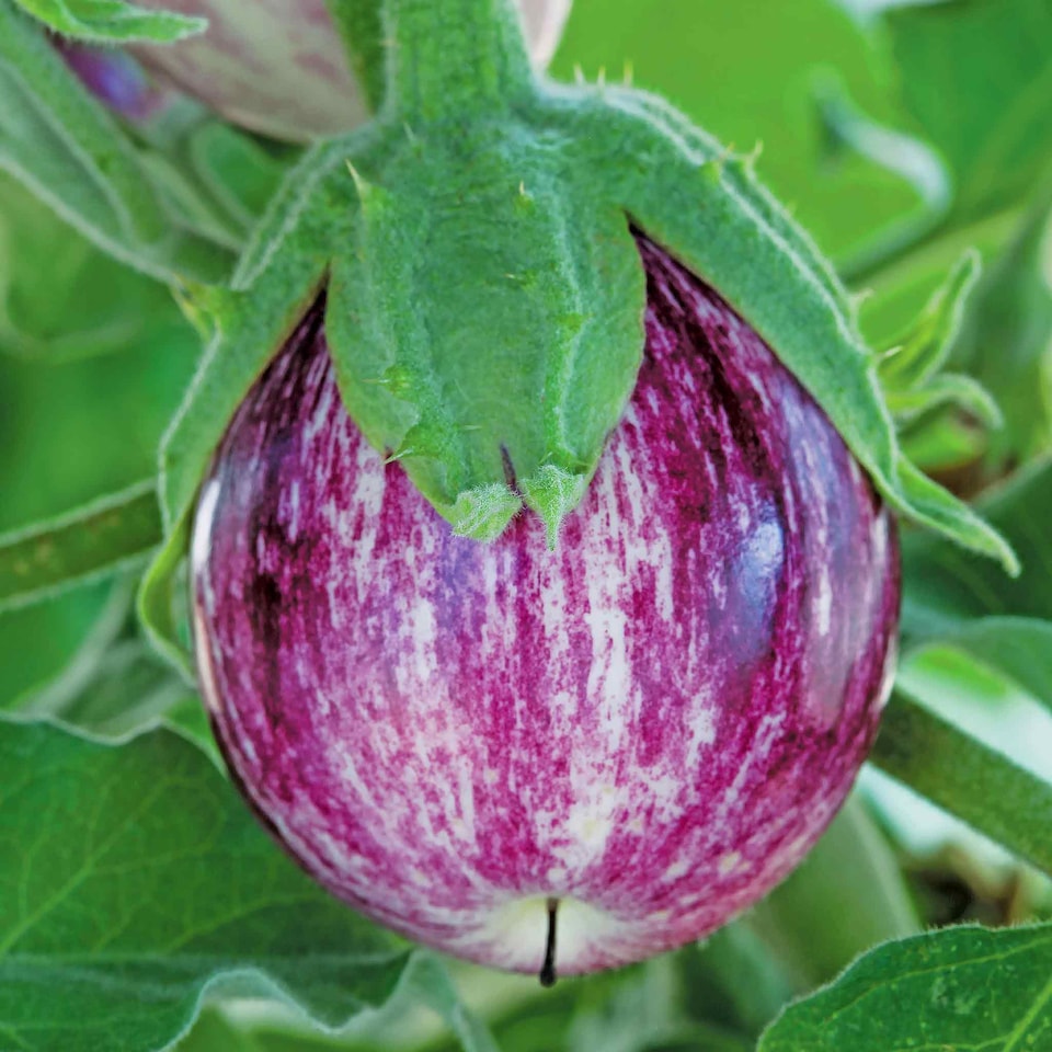 image 1 of Marshalls Garden Aubergine Seeds Pinstripe, Compact White-Striped Variety 8 seeds