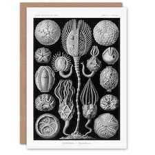 Ernst Haeckel Art Card Cystoidea Pouch Stars Marine Life