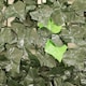 image 5 of Artificial Ivy Leaf Screen Roll Hedge Garden Fence 1m x 3m