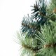 image 6 of 6Ft Kentucky Pine Plain Christmas Tree Green | 6ft
