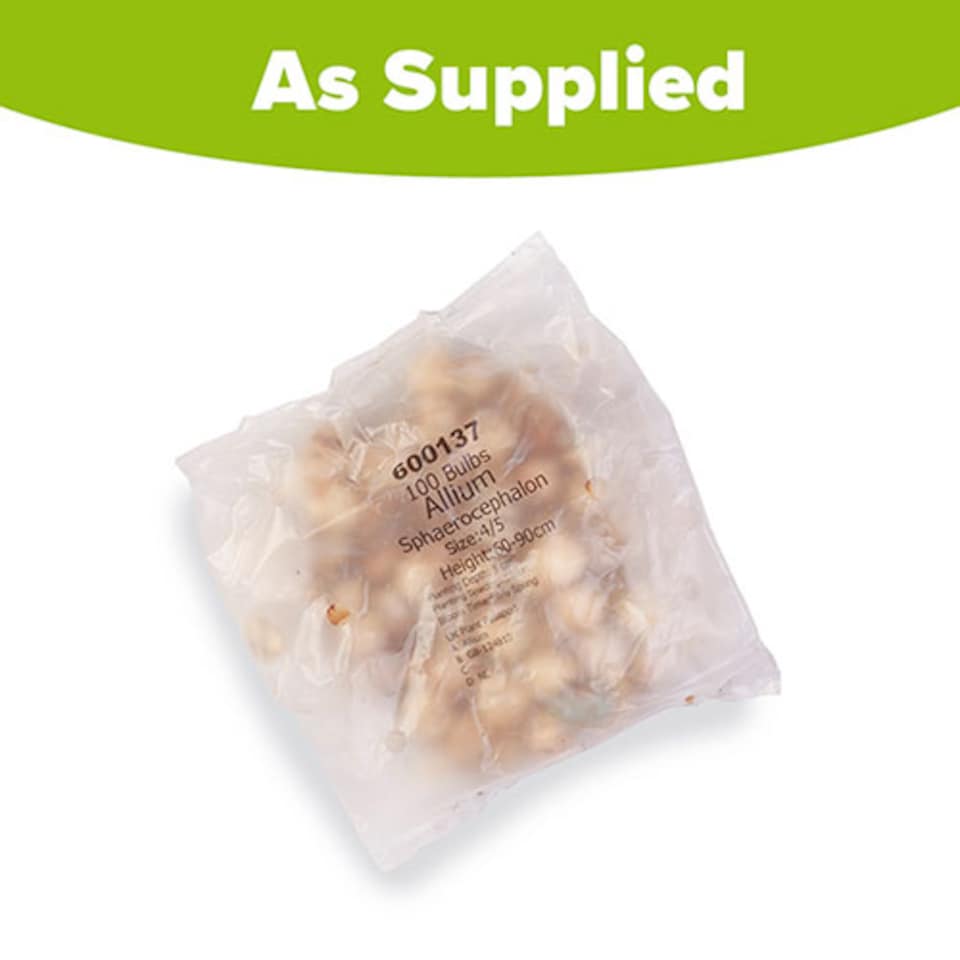 image 1 of YouGarden Allium 'Drumsticks', Pack of 100 Bulbs, Ready For Autumn Planting and Spring to Summer Flowering, Purple Flowers for Pot