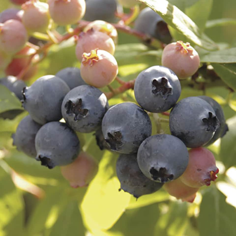 image 1 of You Garden - 3 x Blueberry Bushes in 9cm Pots - 3 Varieties 'Hanover' 'Blueray' 'Ozark Blue' Superfruit Blueberry Plants