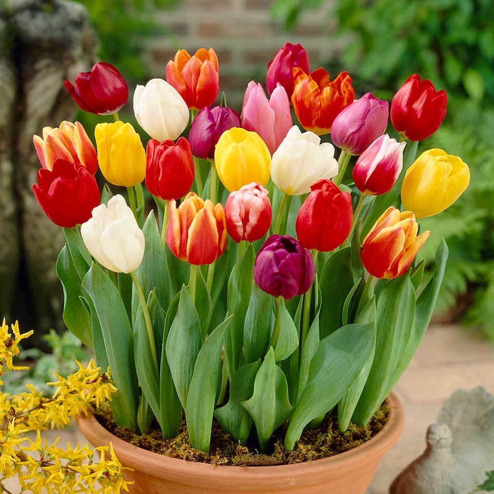 image 1 of YouGarden Tulip Triumph Mixed Bulbs, Pack of 15, Spring Flowering Bulbs, For Autumn Planting