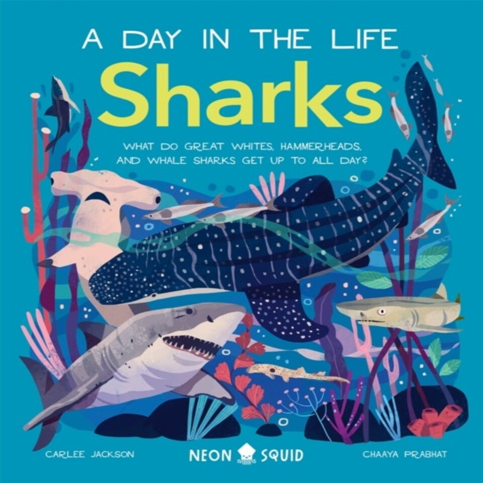 Sharks (a Day In The Life)