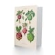 image 2 of Ernst Benary Art Card Kohlrabi Turnip Cabbage Varieties