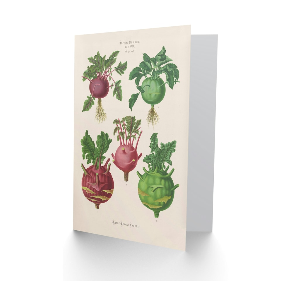 image 1 of Ernst Benary Art Card Kohlrabi Turnip Cabbage Varieties