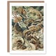 image 1 of Ernst Haeckel Art Card Lacertilia Reptile Lizard Species