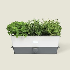 Cole & Mason Burwell Self-Watering Potted Herb Saver Triple Clear