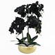 image 1 of Orchid Black - Gold Ceramic Planter