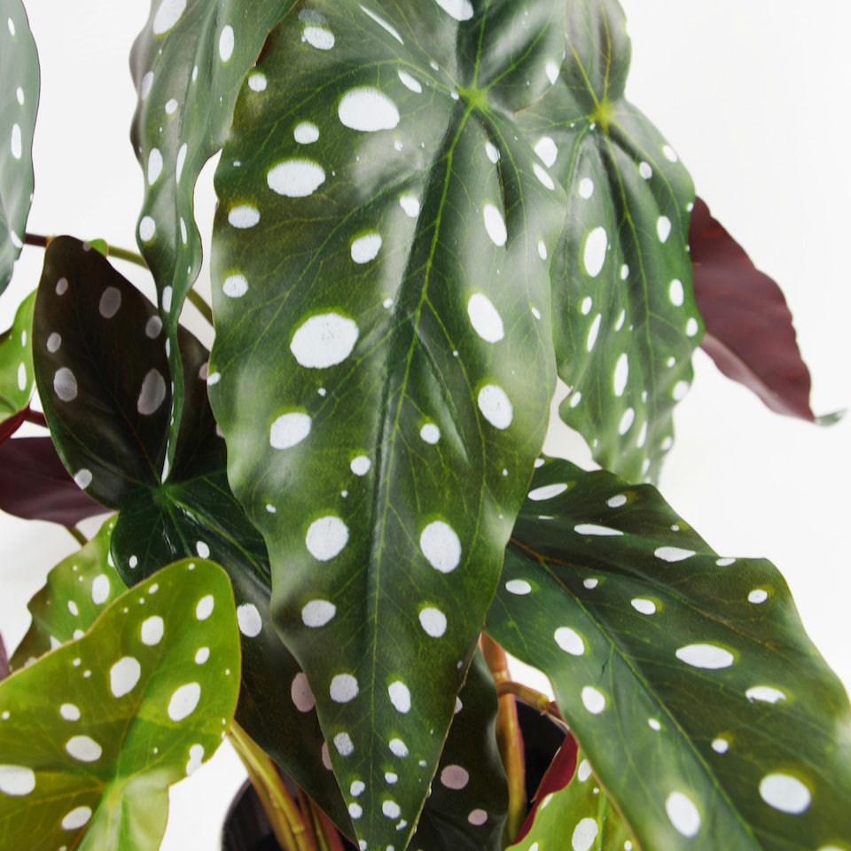 image 1 of 40cm Artificial Spotty Begonia Maculata Plant
