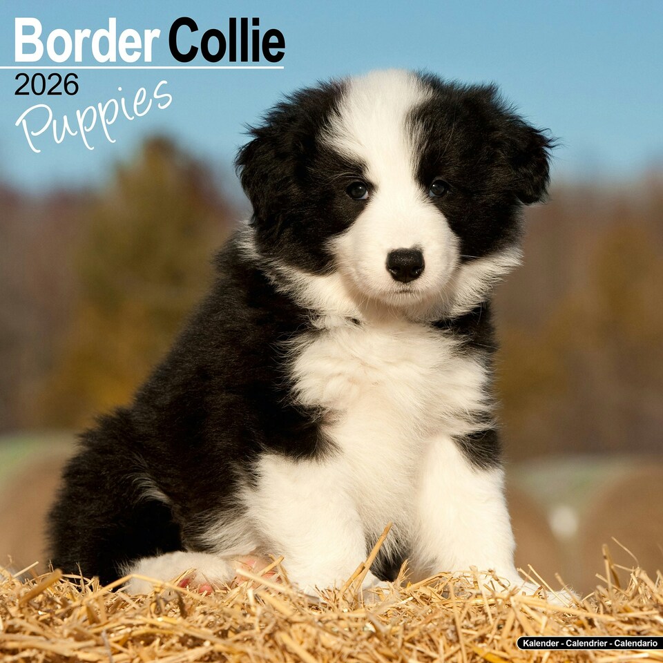 image 1 of Border Collie Puppies 2026 Calendar | Square Wall Calendar | Dog Breed Gift | Plastic Free Packaging | by Avonside Publishing