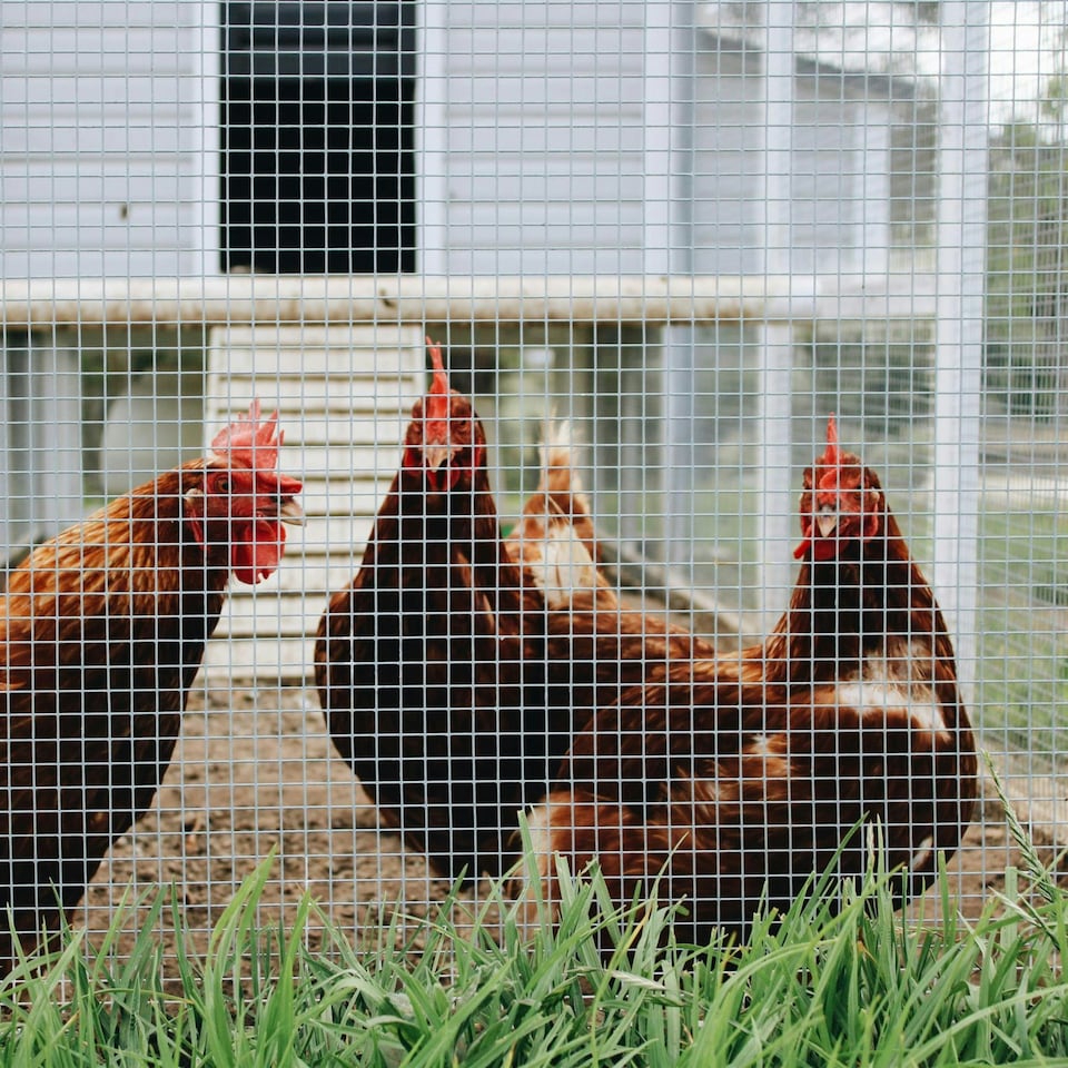 image 1 of True Products Galvanised Welded Wire Mesh Netting Fencing - 13mm x 25mm Mesh - 0.9m x 6m