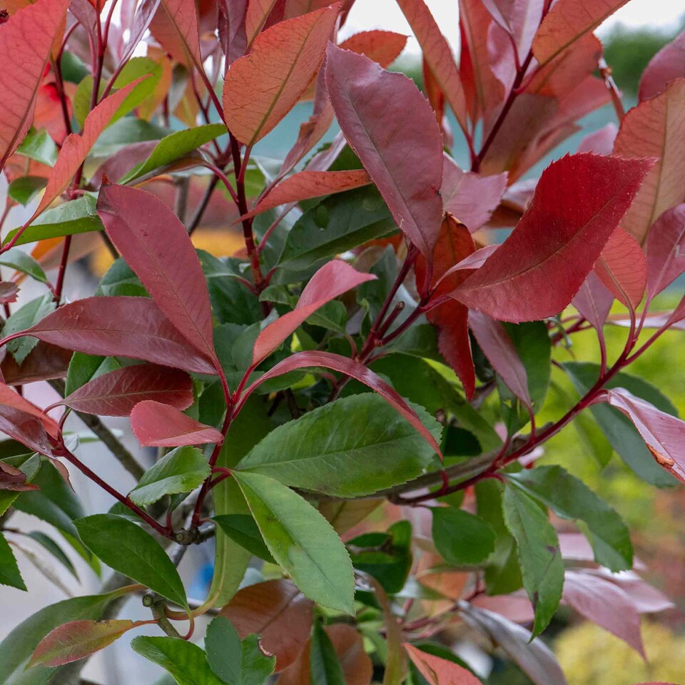 image 1 of Photinia 'Red Robin' 3 x 9cm potted shrub - evergreen with bright red spring foliage