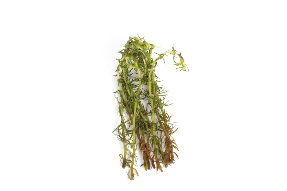image 1 of Bacopa myriophylloides - Live Aquarium Plant for Midground Planting, Bright Light - Fish Tank Plant