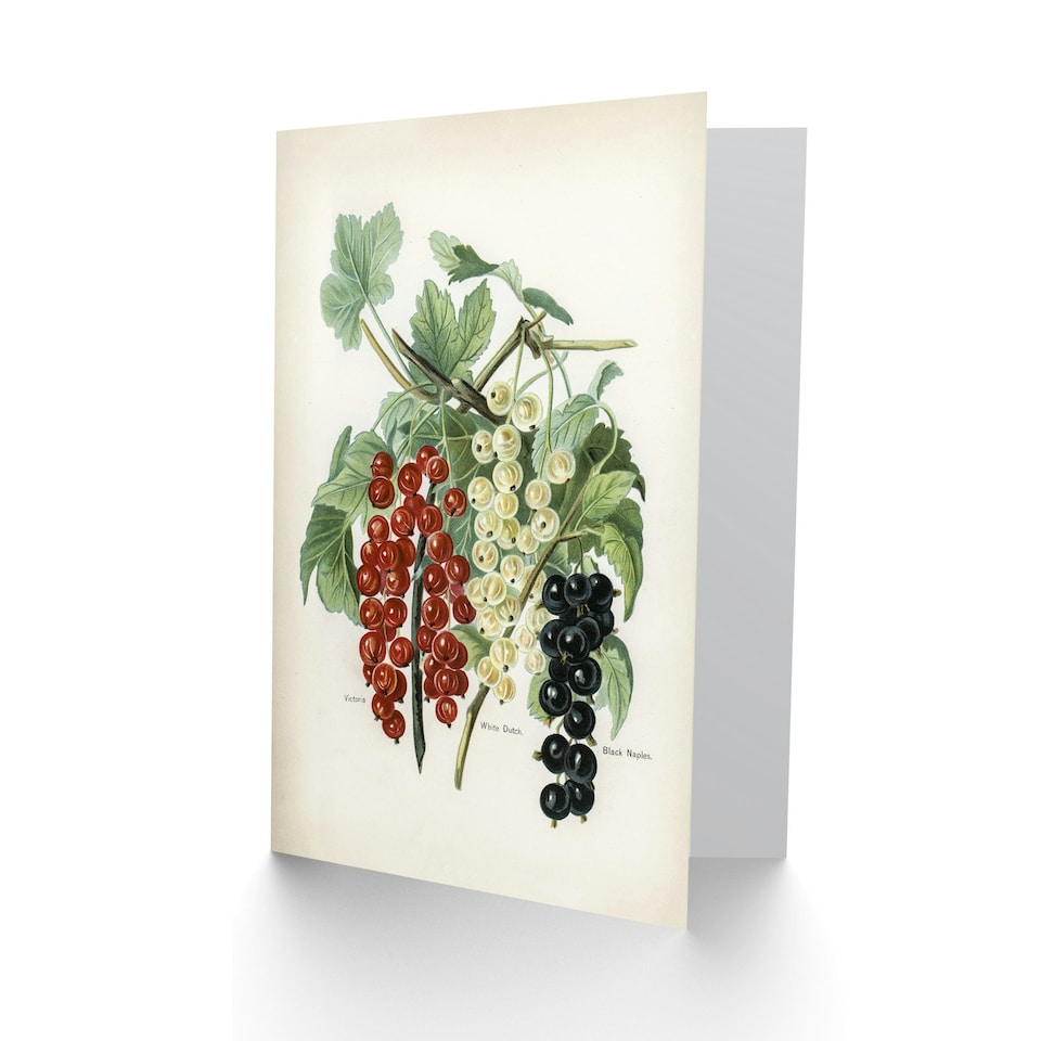 image 1 of John Wright Art Card Black Naples Victoria White Dutch Currants
