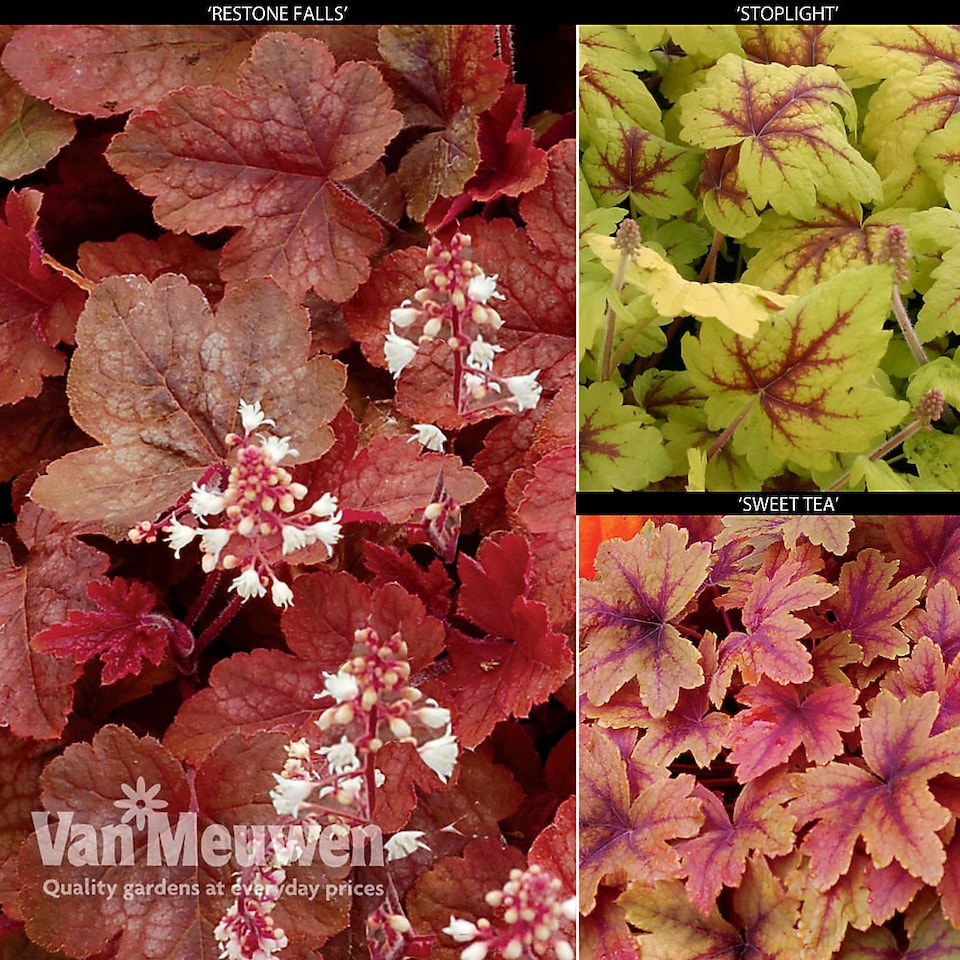 image 1 of Heucherella Trailing Collection 3 Jumbo Plug Plants 30mm