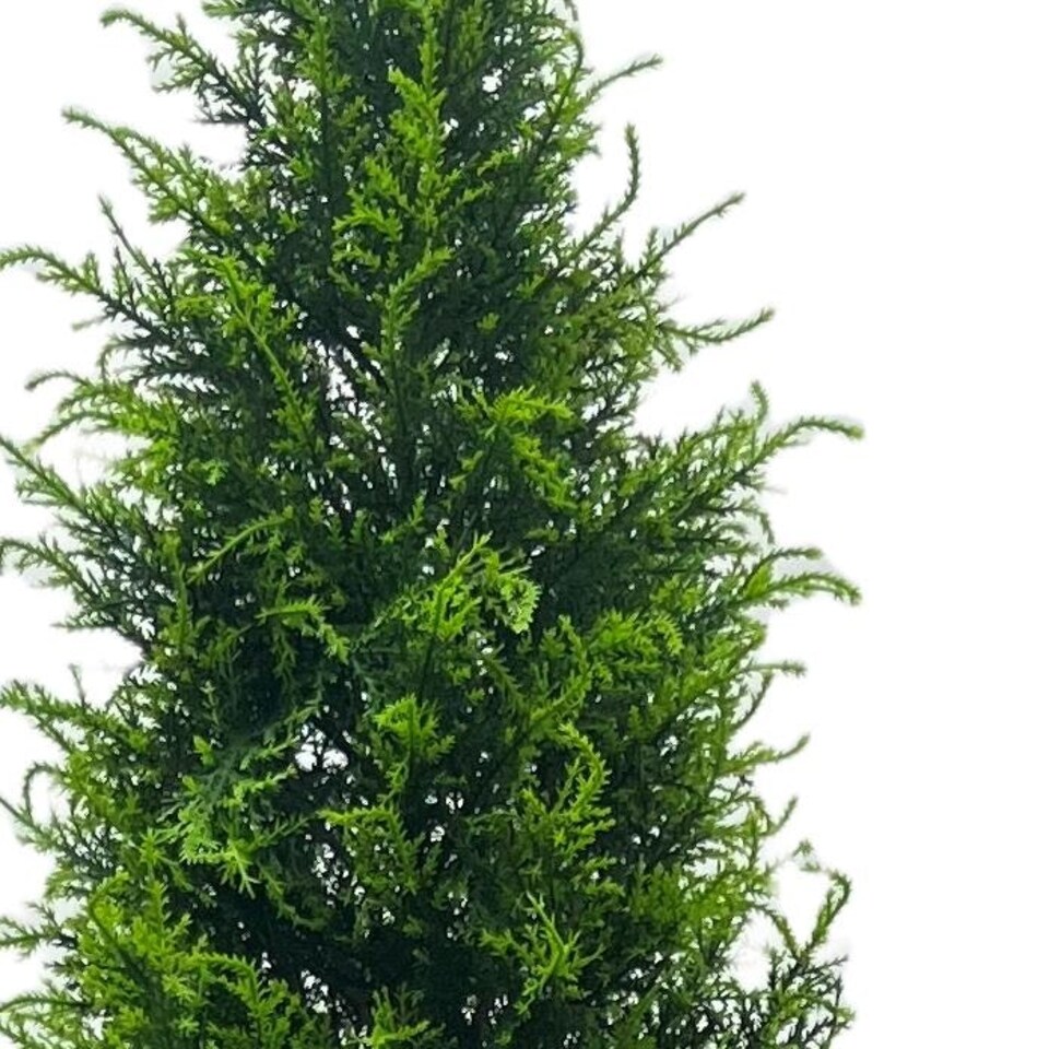 image 1 of UV Resistant Outdoor 150cm Cypress Cedar Topiary Tree