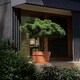image 5 of APTA Verona 13cm Terracotta Pots (Set of 4) - Classic Indoor & Outdoor Decor