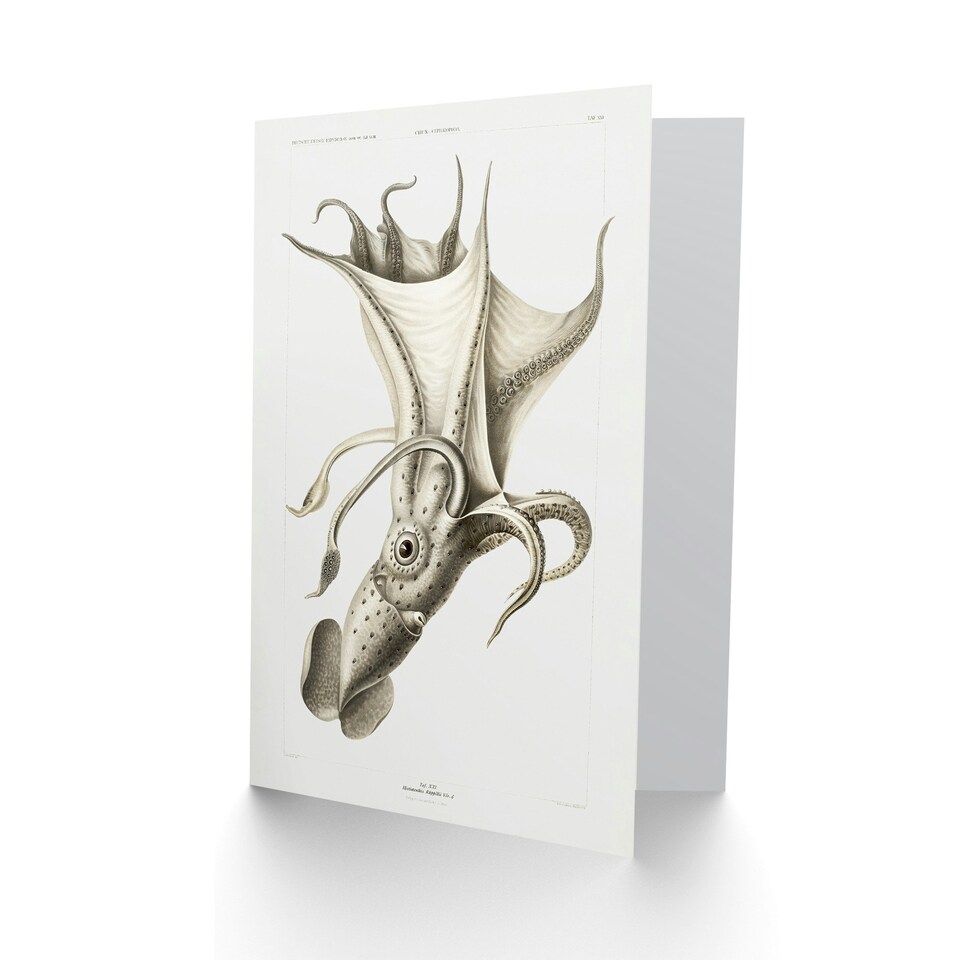 image 1 of Carl Chun Art Card Cockeyed Squid Vintage Illustration