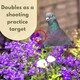 image 8 of Marco Paul Pack of 6 Pigeon Bird Scarer