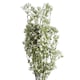 image 1 of Pegdev Pack of 6 85cm Artificial Gypsophila White Stem Wedding Decor
