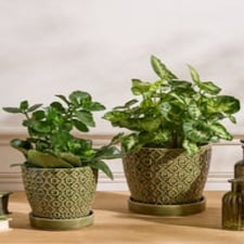 Taza Patterned Ceramic Planters Green
