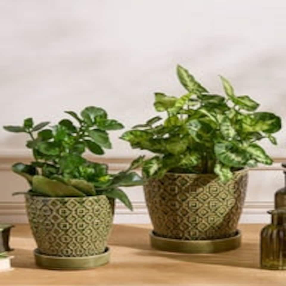 image 1 of Taza Patterned Ceramic Planters Green