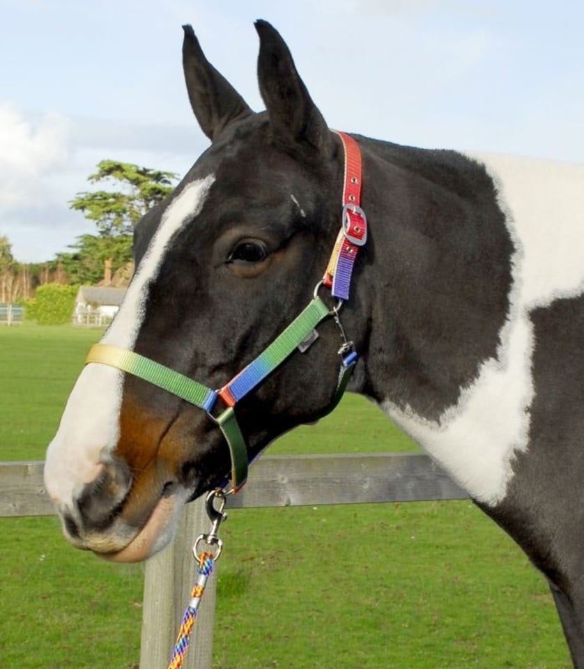 Rhinegold Rainbow Headcollar And Leadrope Set | Multi | Colour: Rainbow
Size: Shetland