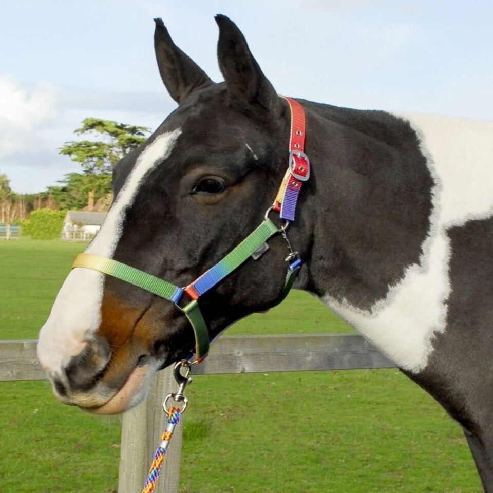 Rhinegold Rainbow Headcollar And Leadrope Set Multi | Colour: Rainbow
Size: Shetland