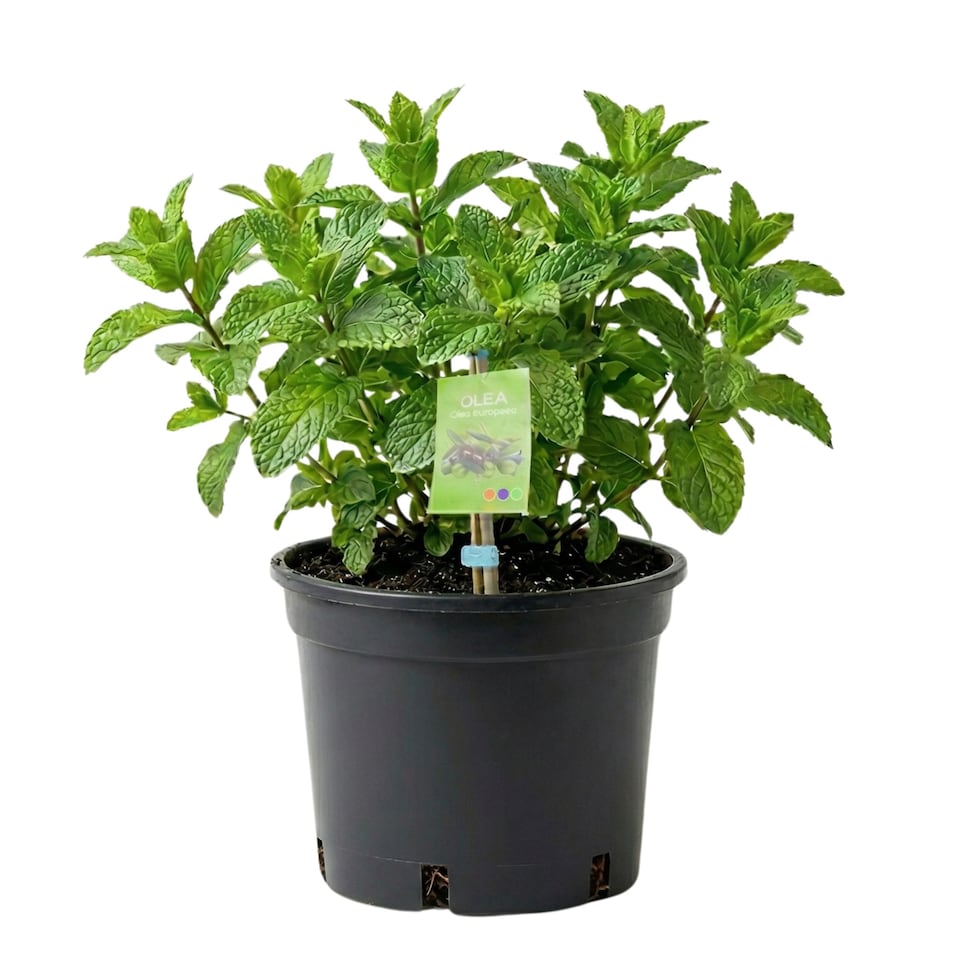 Moroccan Mint Pack of 3