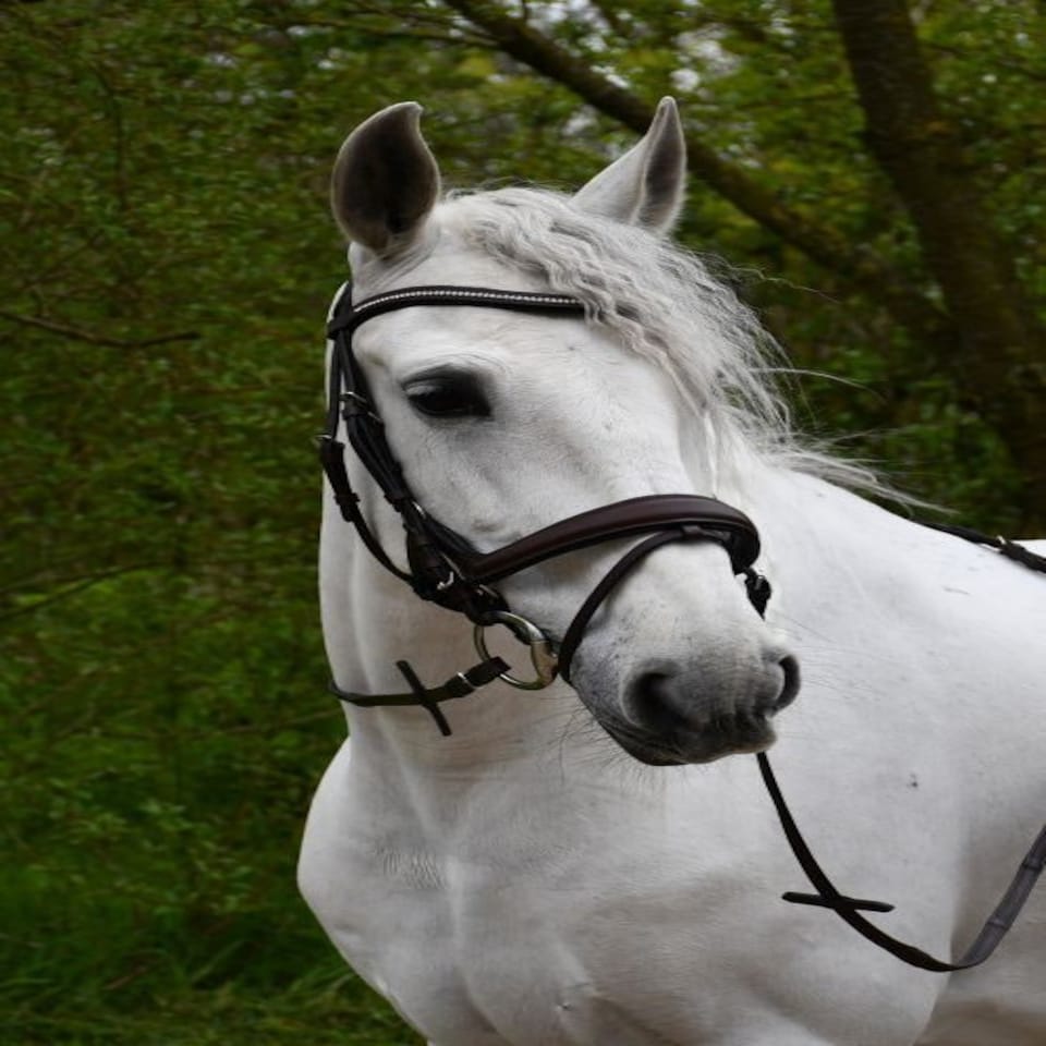 image 1 of Rhinegold Anatomical Flash Bridle Black | Size: X-Full
Colour: Black