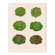 image 3 of Ernst Benary Lettuce and Cabbage Varieties Framed Wall Art Picture Print A3