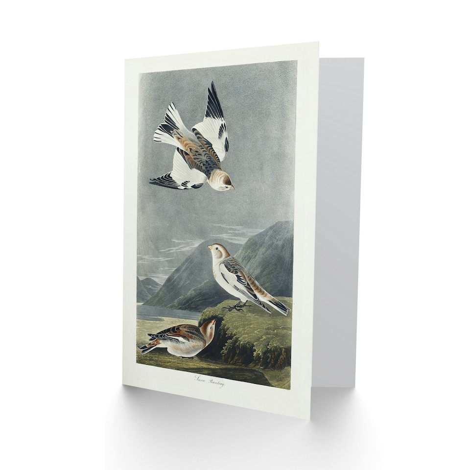 image 1 of John James Audubon Art Card Birds of America Snow Bunting