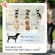 image 7 of PawHut 3 Wheel Pet Stroller, for Medium Small Dogs, Foldable Cat Pram - Grey