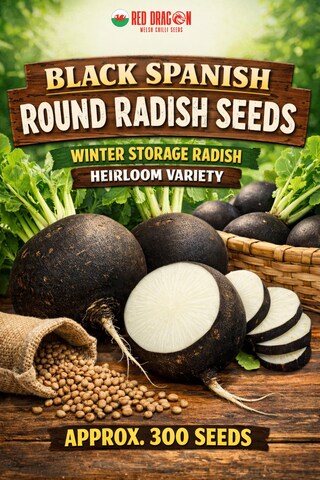 Black Spanish Round Radish - Tesco Groceries
