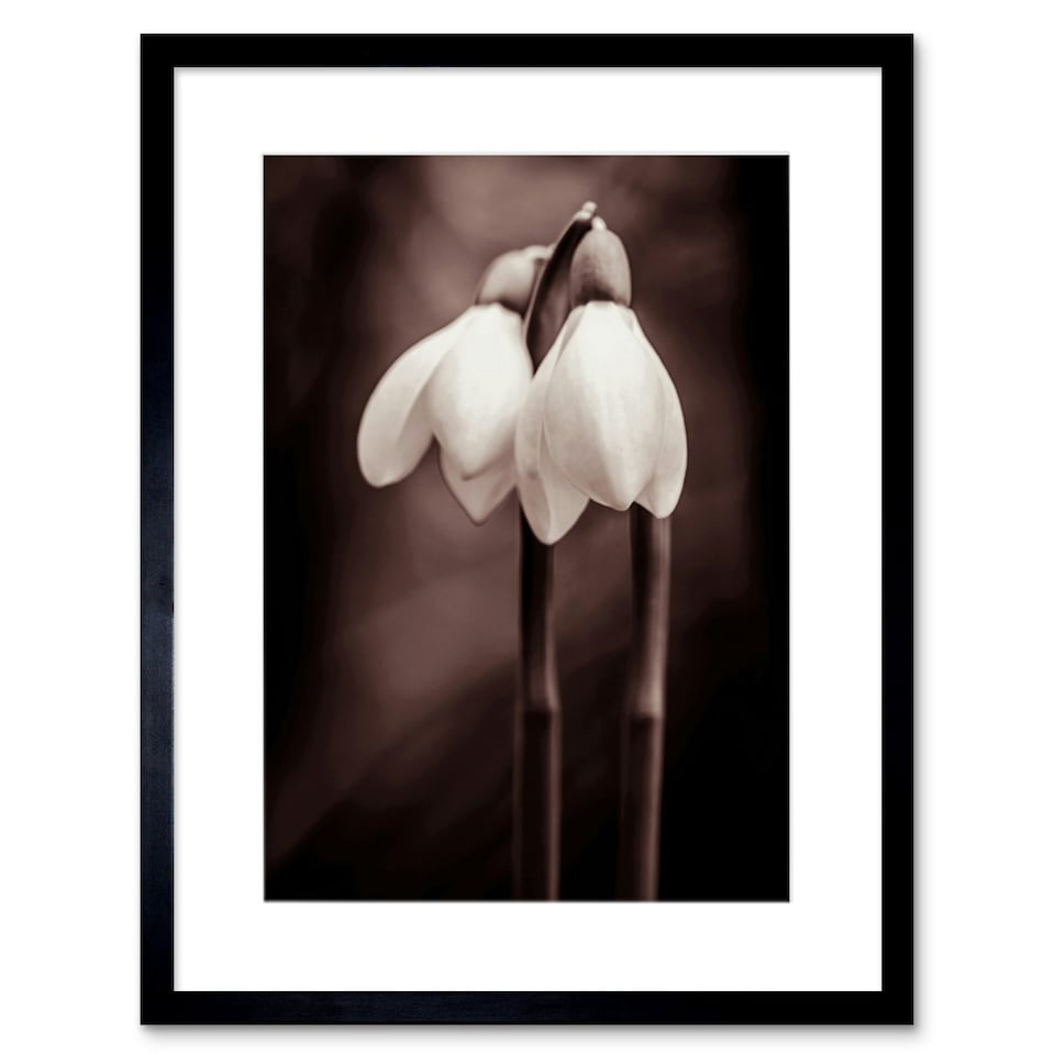 image 1 of Snowdrops Flowers Black White Floral Nature Photograph 9x7" Black Framed Wall Art Print