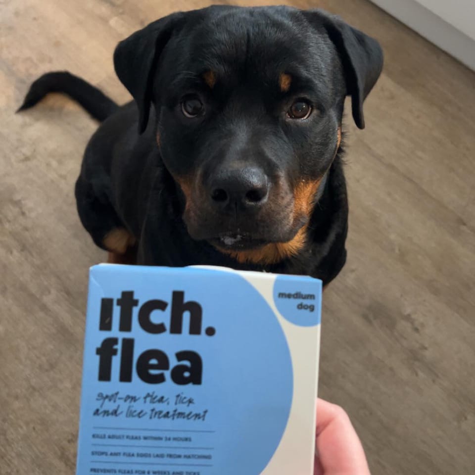 image 1 of Itch Flea Medium Dog Flea & Tick Spot On Treatment 2 Pipette (10-20kg) | Blue | 2 Pack