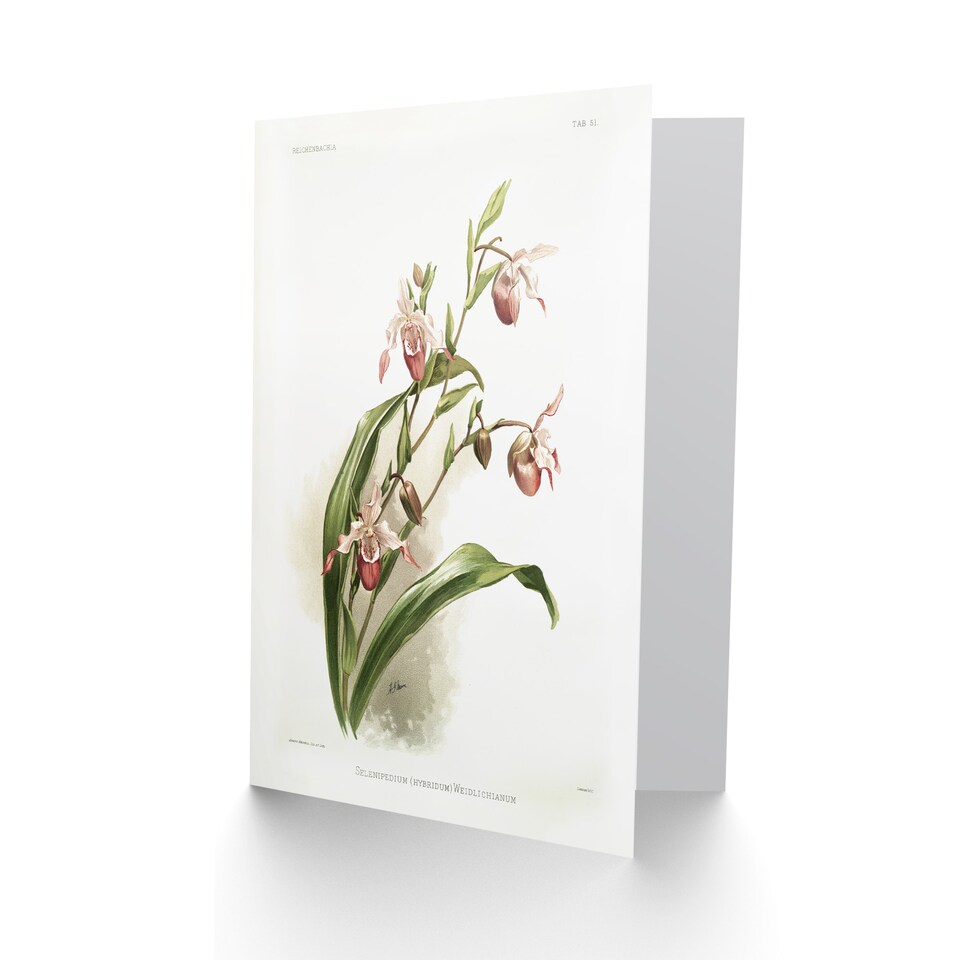 image 1 of Frederick Sander Selenipedium Weidlichianum Orchid Art Greeting Card