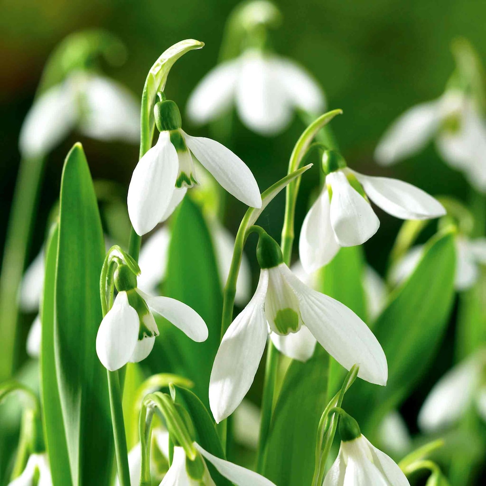 image 1 of Marshalls Garden Galanthus elwesii Snowdrop Bulbs, 10 bulbs (size 5/6)