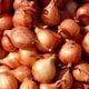 image 4 of Carbeth Plants Shallot Matador Vegetable Plant - 6 pack - Easy Grow Kitchen Garden
