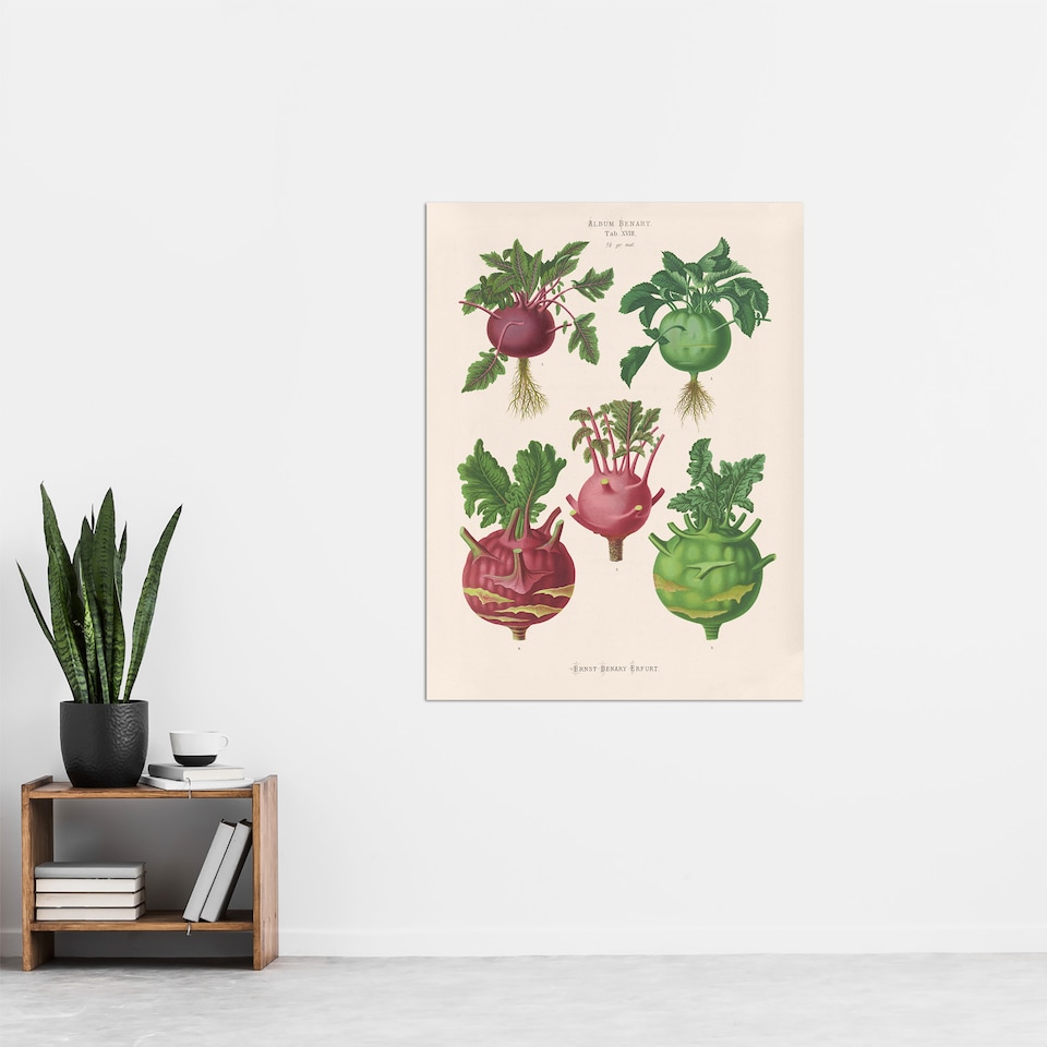 image 1 of Kohlrabi Turnip Cabbage Ernst Benary Huge Wall Art Poster Print 24X32"
