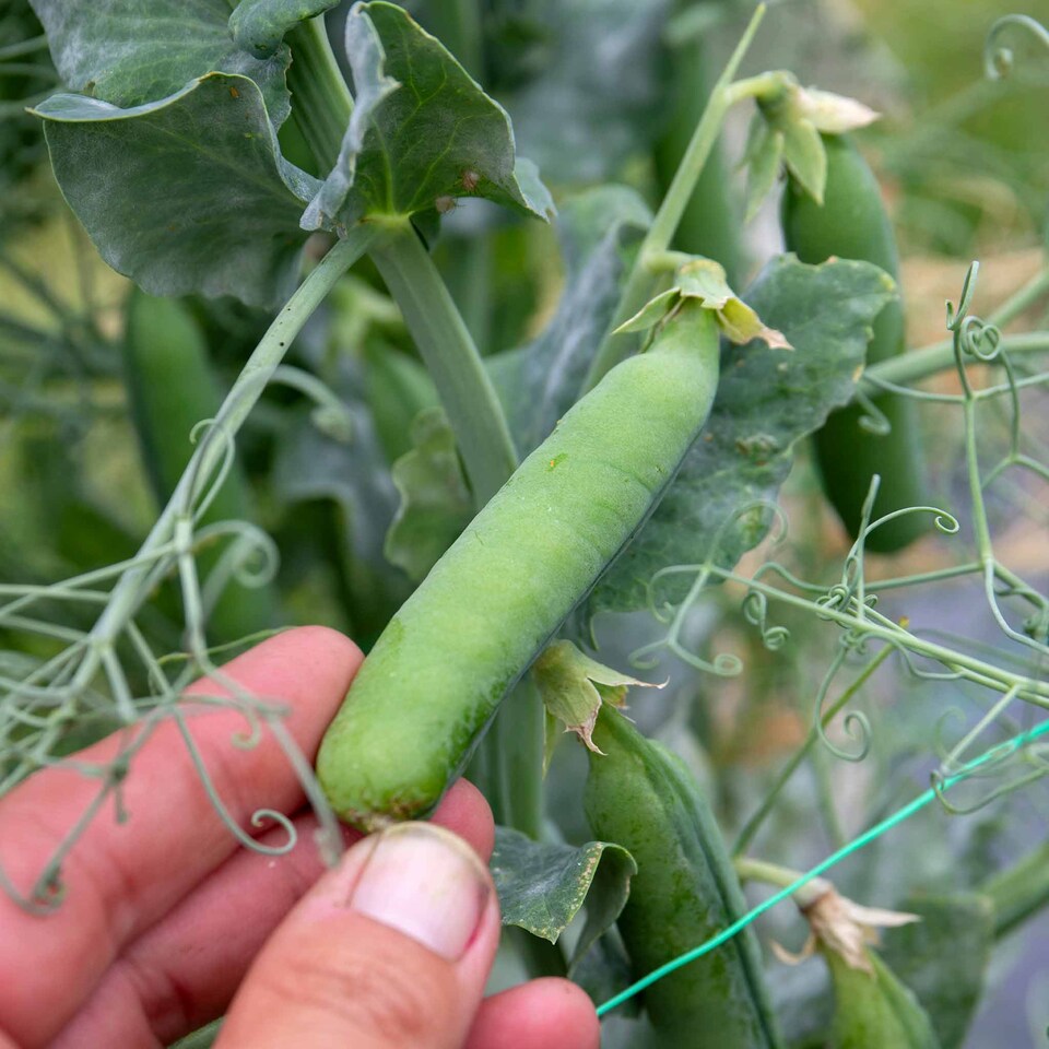 image 1 of Marshalls Garden Pea Seeds Onward | Green | Green | Seeds