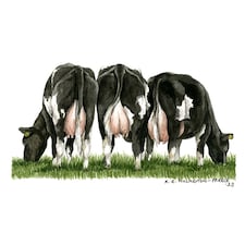 Kevin Milner Countryside Fresian Cow Greetings Card - White/Black/Green - One Size