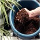 image 9 of Miracle-Gro Peat-Free Mediterranean & Citrus Compost, 10L