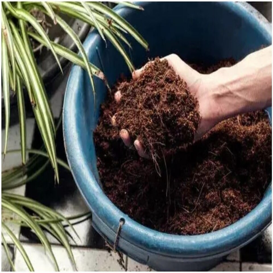 image 1 of Miracle-Gro Peat-Free Mediterranean & Citrus Compost, 10L