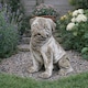 image 2 of Weathered Stone Pug Dog Home & Garden Statue
