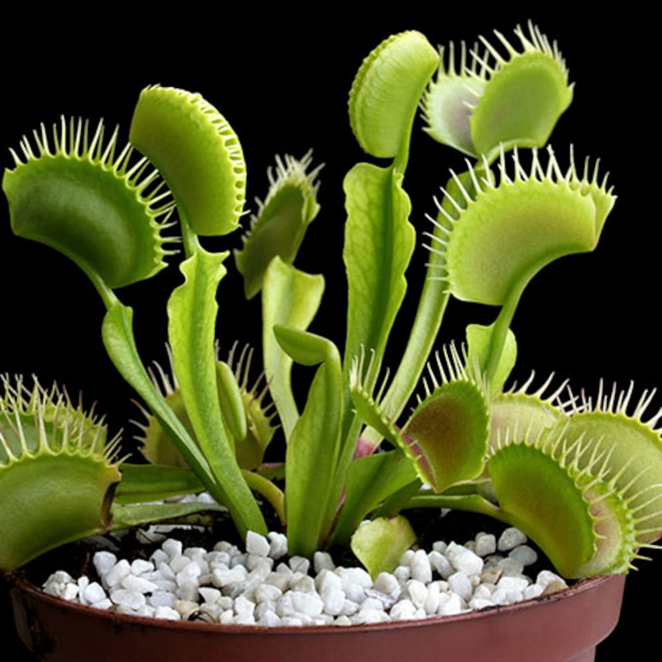 image 1 of Venus Fly Trap Plant 'Dionaea muscipula' Jumbo Plant in 12cm Pot - Easy to Care Exotic Plants for Home & Office - Carnivorous Indoor plant