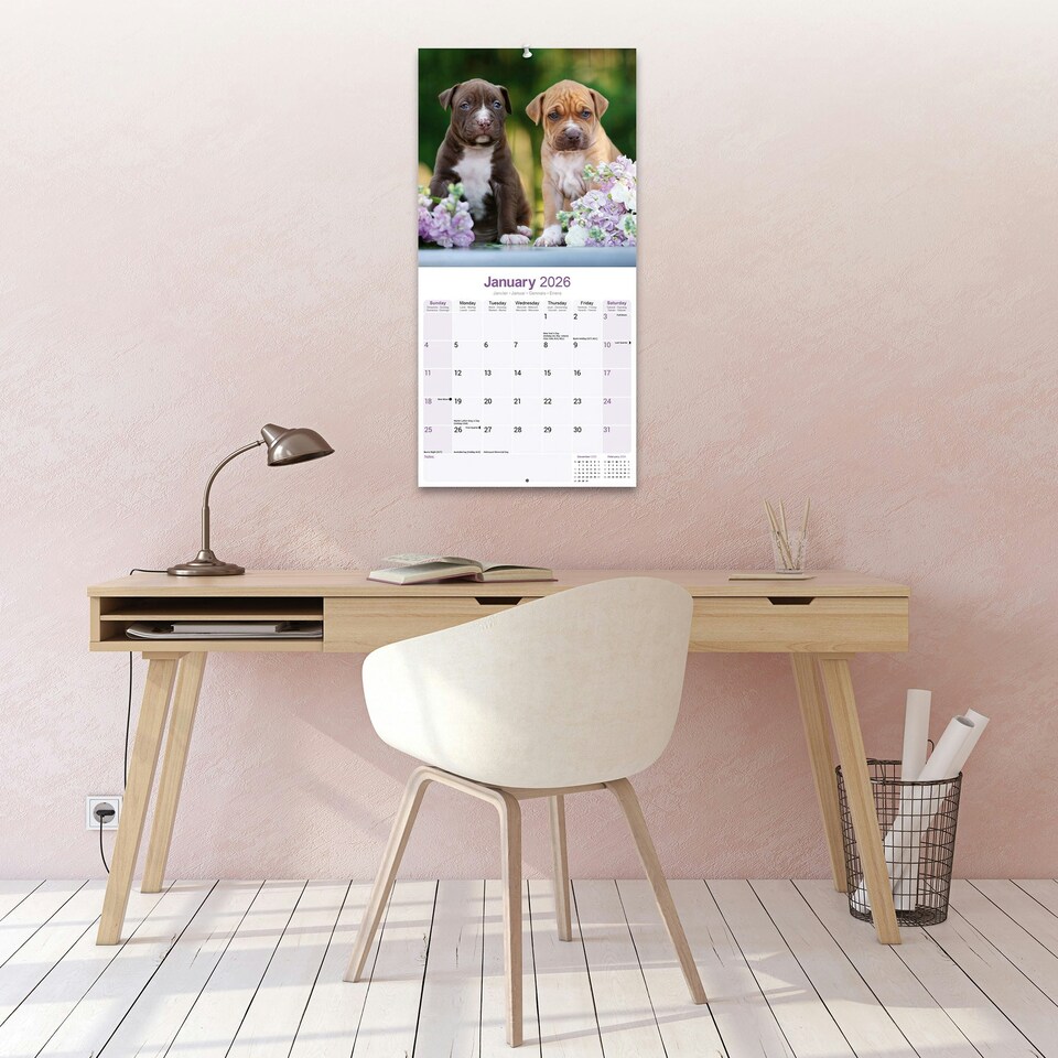 image 1 of American Pit Bull Terrier 2026 Calendar | Square Wall Calendar | Dog Breed Gift | Plastic Free Packaging | by Avonside Publishing